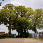 dia-del-arbol-8123654747433923297.jpg