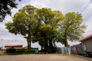 dia-del-arbol-8123654747433923297.jpg